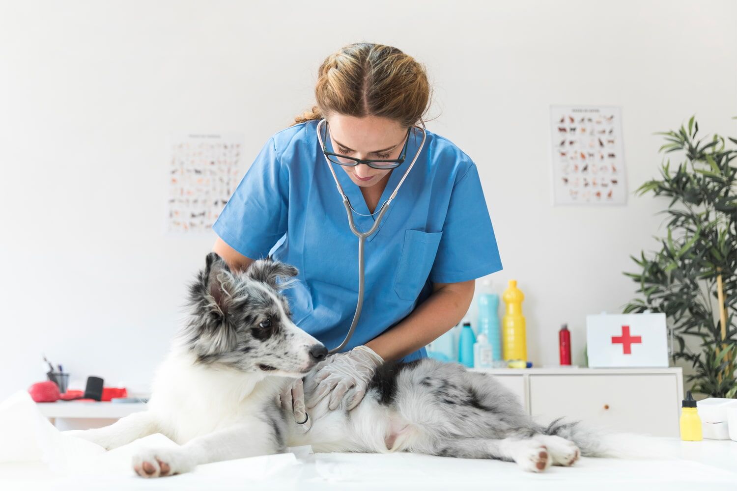 Boundary Bay Veterinary Specialty Hospital Vancouver
